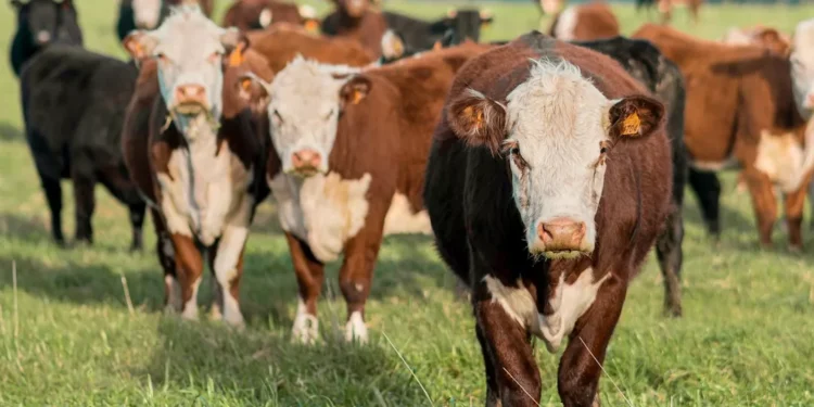 “The Growing Significance of Economía in a Globalized World”