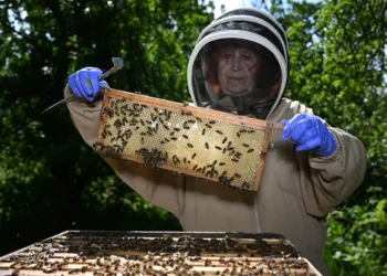 UK beekeepers employ laser technology to combat rising honey fraud
