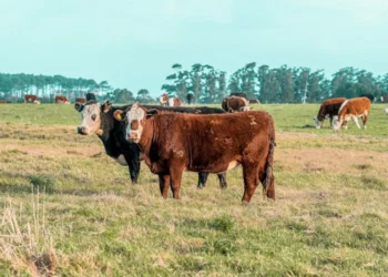 “The Power of Economía: Understanding the Backbone of Society”