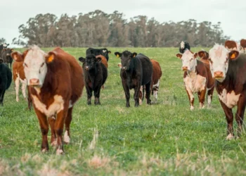 “Uncovering the True Depth of Economía: Beyond Numbers and Graphs”