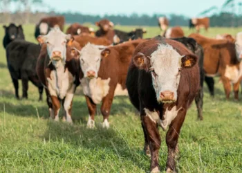 “Beyond Numbers: Exploring the True Essence of Economía”