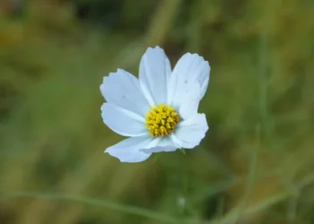 “Discovering the Hidden Gem of Salud: A Pleasant Surprise”