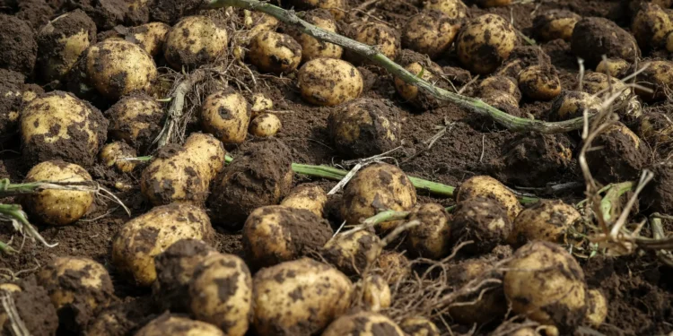 Heat-resistant potatoes could boost yields in warmer world