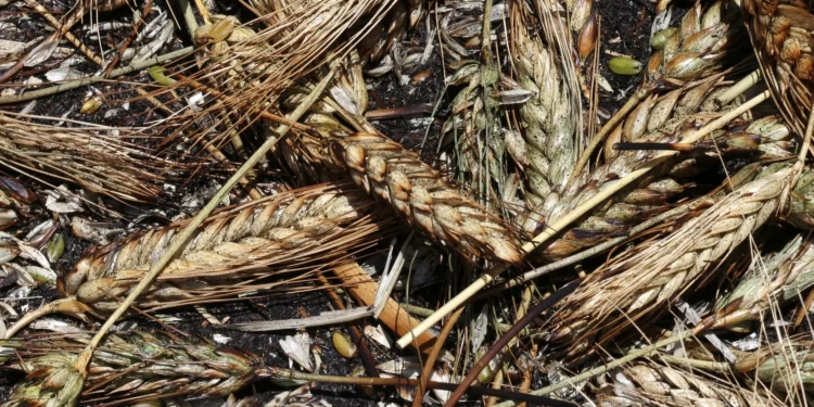 Reviving forgotten foods to tackle food insecurity, climate change